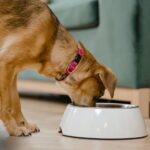 Alimentos podem causar intoxicação alimentar em pets