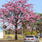 Espetáculo de cores começa em Campo Grande com a florada dos ipês