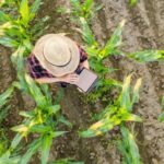 Técnicos em Agropecuária tornam-se pilotos de drones agrícolas