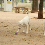 Saiba como funciona o SinPatinhas, novo RG Animal para cães e gatos