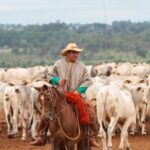 Frio intenso e geadas em MS podem causar prejuízos na agricultura e pecuária