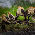 Primavera reforça potencial de MS no turismo de observação de aves