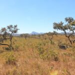 Com reconhecimento nacional, MS poderá captar recursos internacionais para conservar florestas e reduzir emissões de carbono