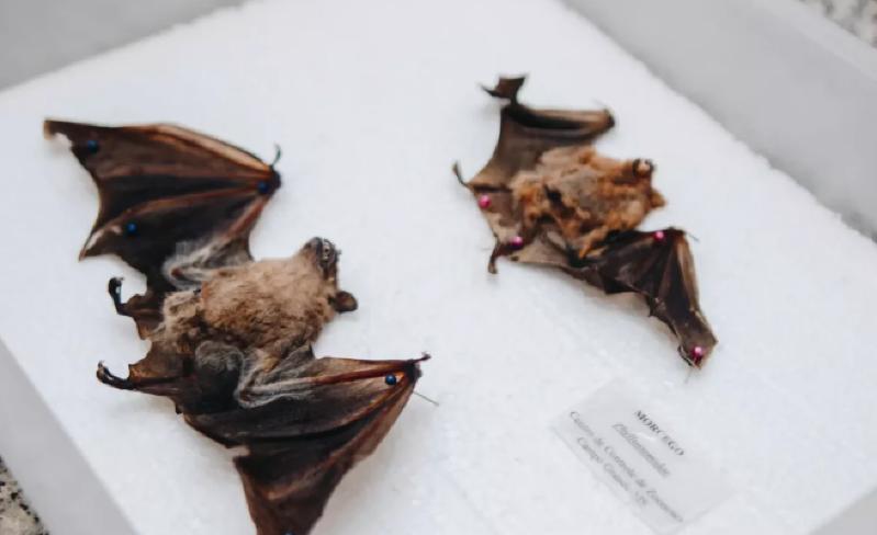 Terceiro caso de raiva em morcegos mobiliza alerta de saúde pública em Campo Grande