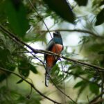 Campo Grande celebra três anos como Capital do Birdwatching