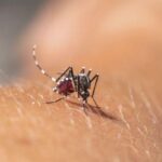 Surto de chikungunya em Dourados já deixa 5 mortos e 2 sob análise