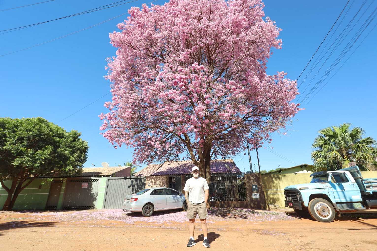 Ipê rosado vira atração no Bairro Tijuca após 20 anos de plantio
