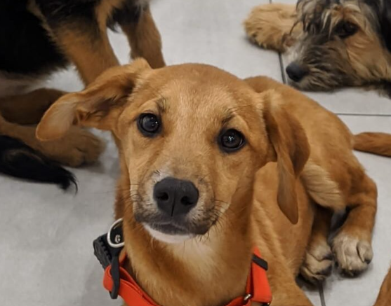Feira de adoção busca um novo lar para mais de 70 cães e gatos em Campo Grande