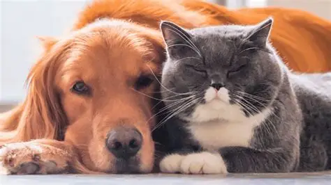 Calor intenso reforça importância da hidratação dos pets