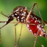 Casos de chikungunya voltam a crescer e ultrapassam 10 mil em Mato Grosso do Sul
