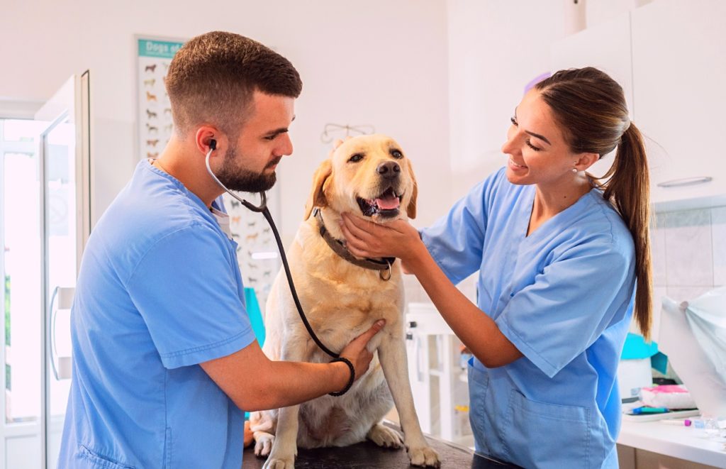 Atendimento veterinário gratuito chega ao Maria Aparecida Pedrossian nesta semana