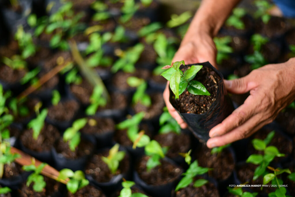 Campo Grande distribui 10 mil mudas frutíferas de graça neste sábado; veja onde retirar
